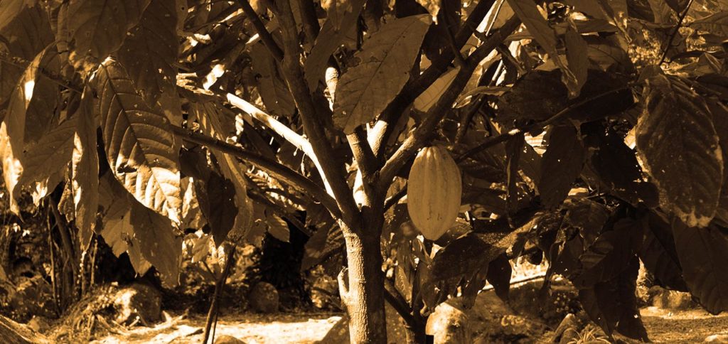planta de cacao