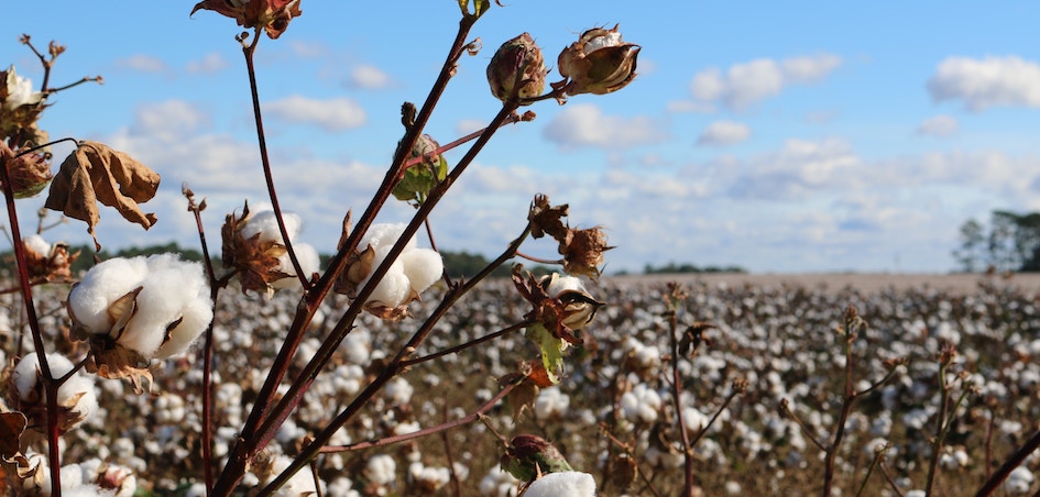 Plantación de algodón. A por otro año de vértigo en las materias primas